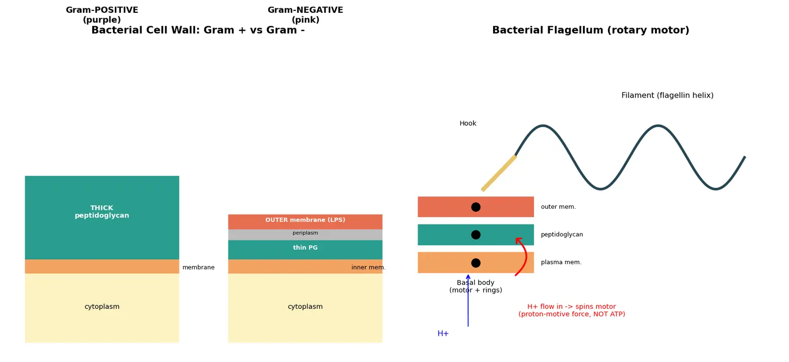 Figure — Describe the bacterial cell wall and flagella