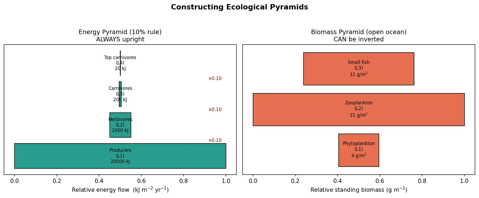 Figure — Construct ecological pyramids (energy, biomass, numbers)