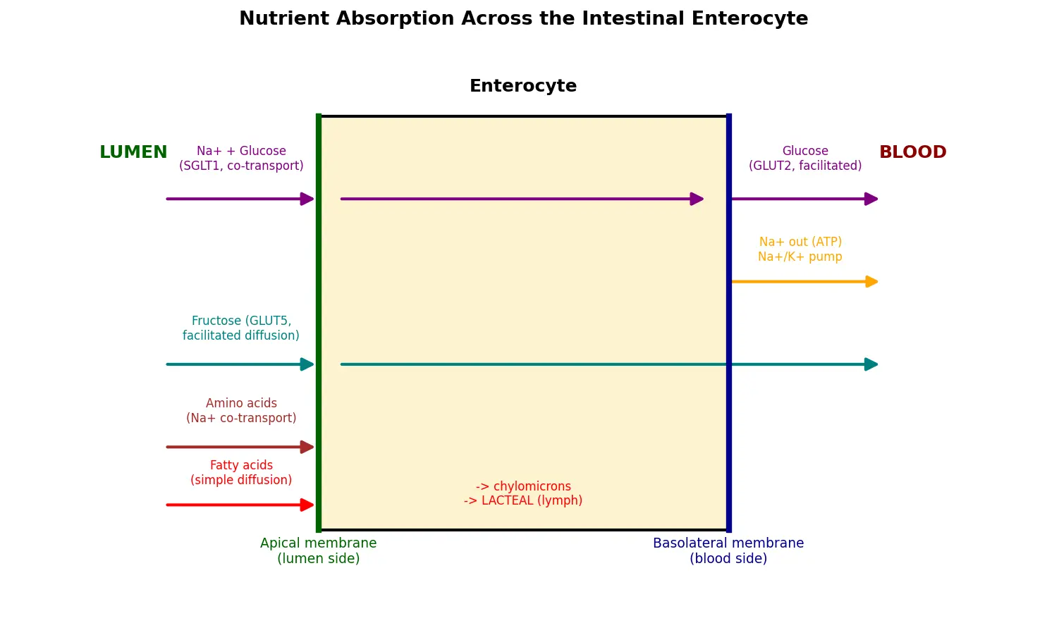Figure — Describe nutrient absorption mechanisms