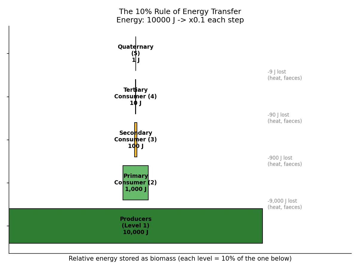 Figure — Explain the 10% rule of energy transfer