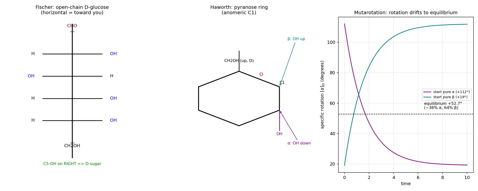 Figure — Carbohydrates — classification (mono - di - polysaccharides), Fischer - Haworth projections, mutarotation, glycosidic bo