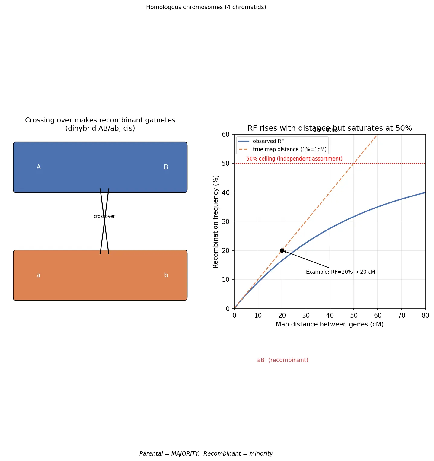 Figure — Explain linkage and recombination frequency