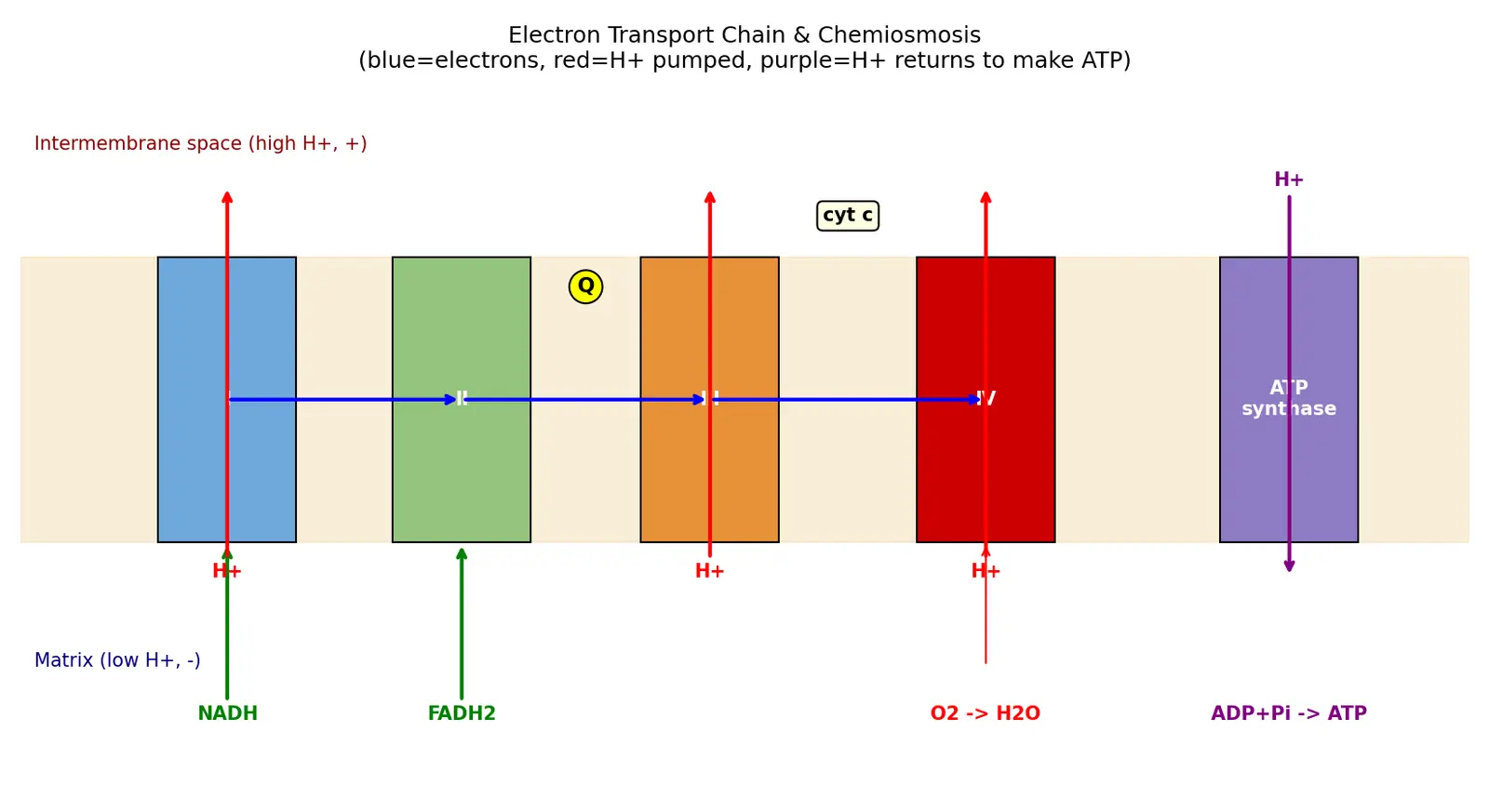 Figure — Explain the electron transport chain