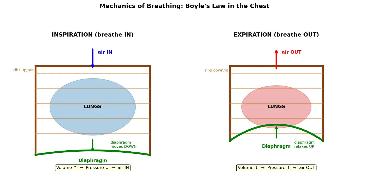 Figure — Describe the mechanics of breathing (diaphragm, intercostals)