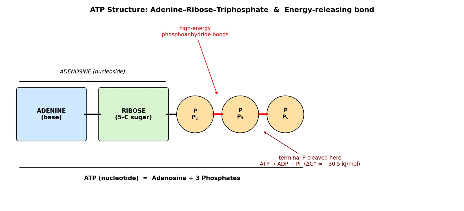Figure — Describe ATP structure and role as energy currency