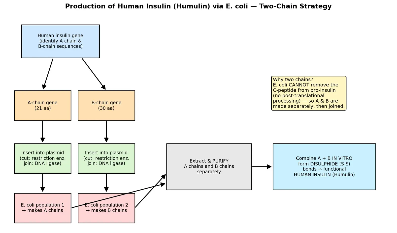 Figure — Explain production of insulin via bacteria