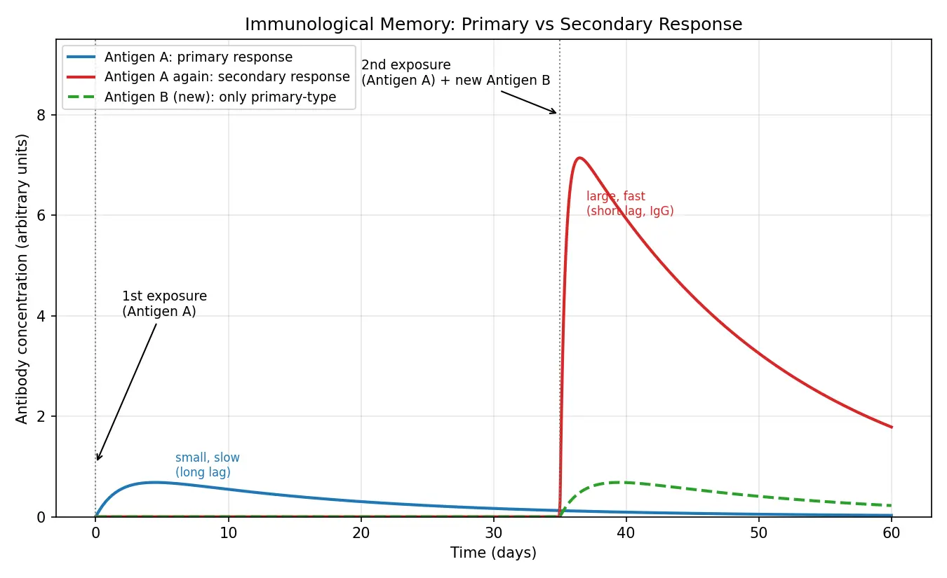 Figure — Describe immunological memory