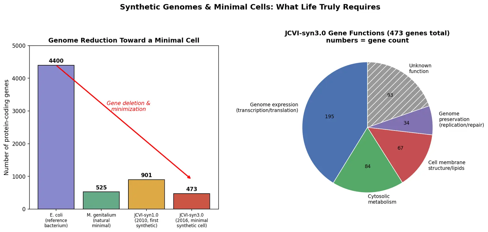 Figure — Discuss synthetic genomes and minimal cells