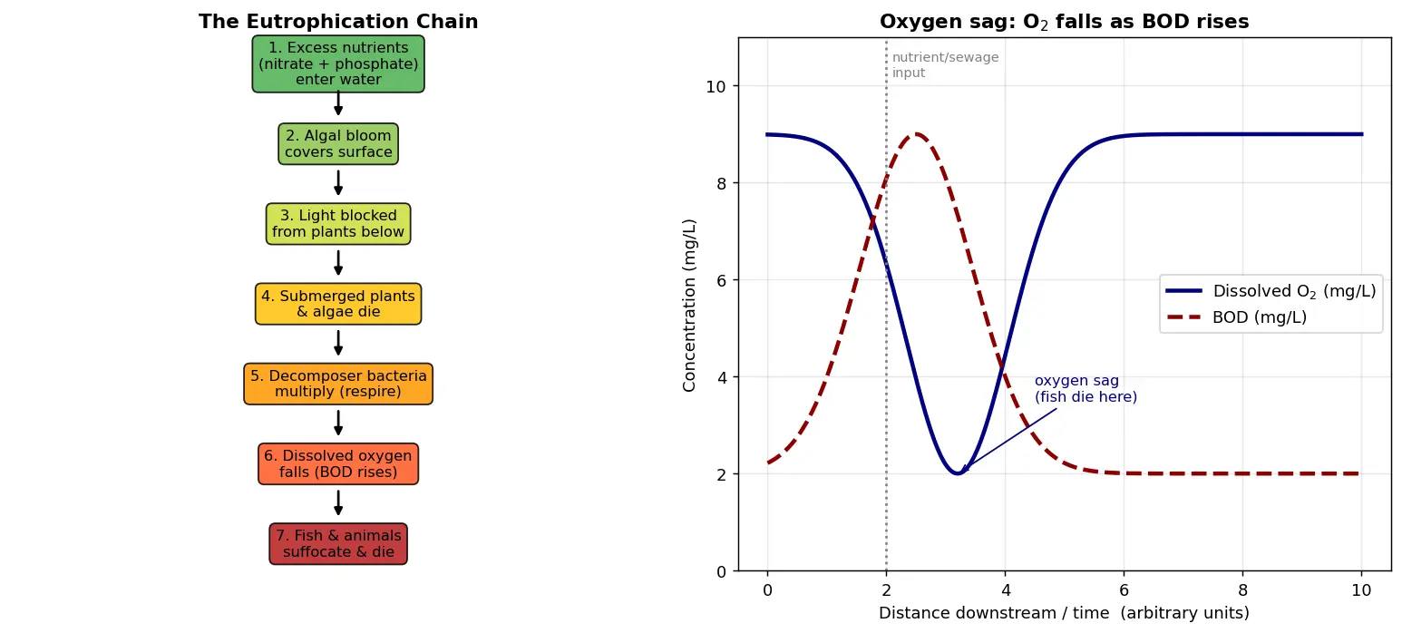 Figure — Explain eutrophication