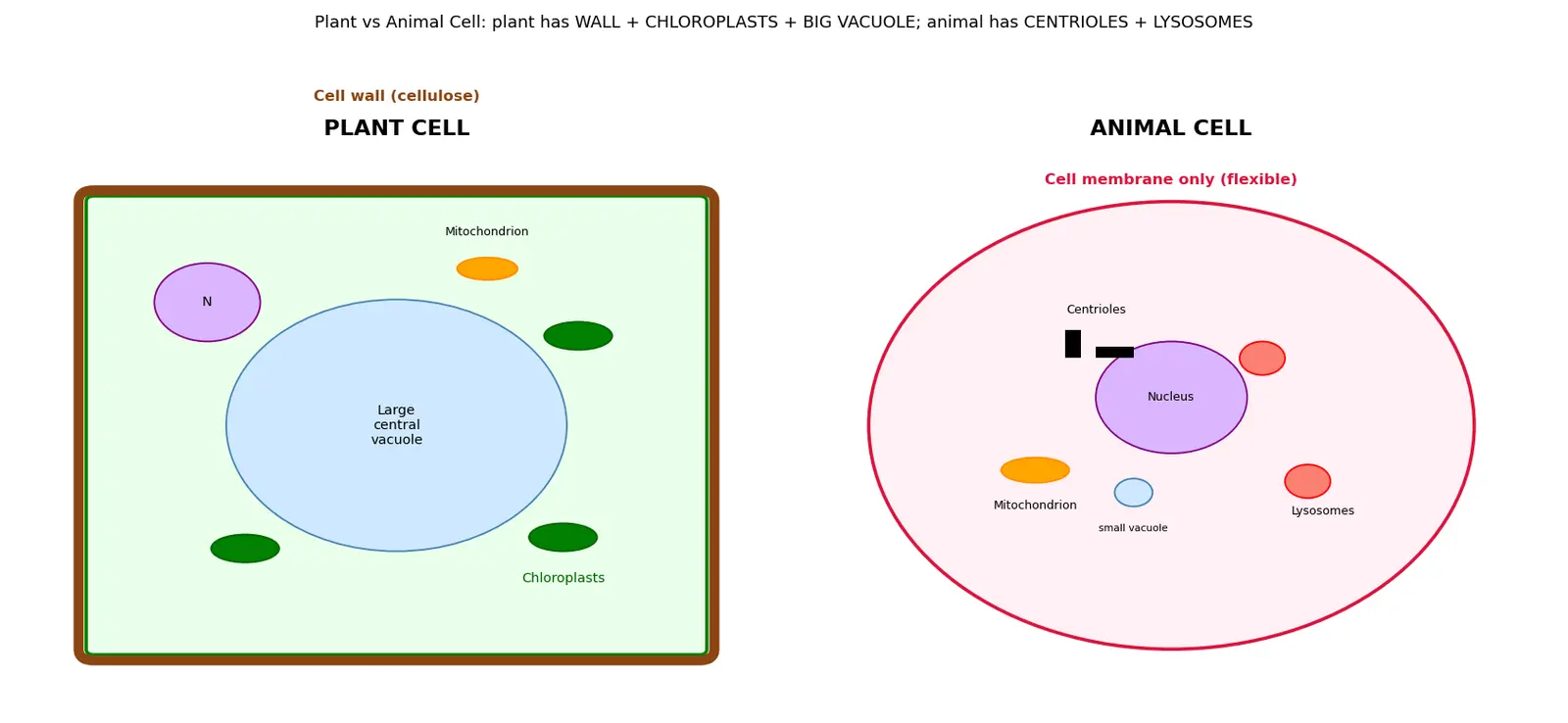 Figure — Compare plant and animal cells