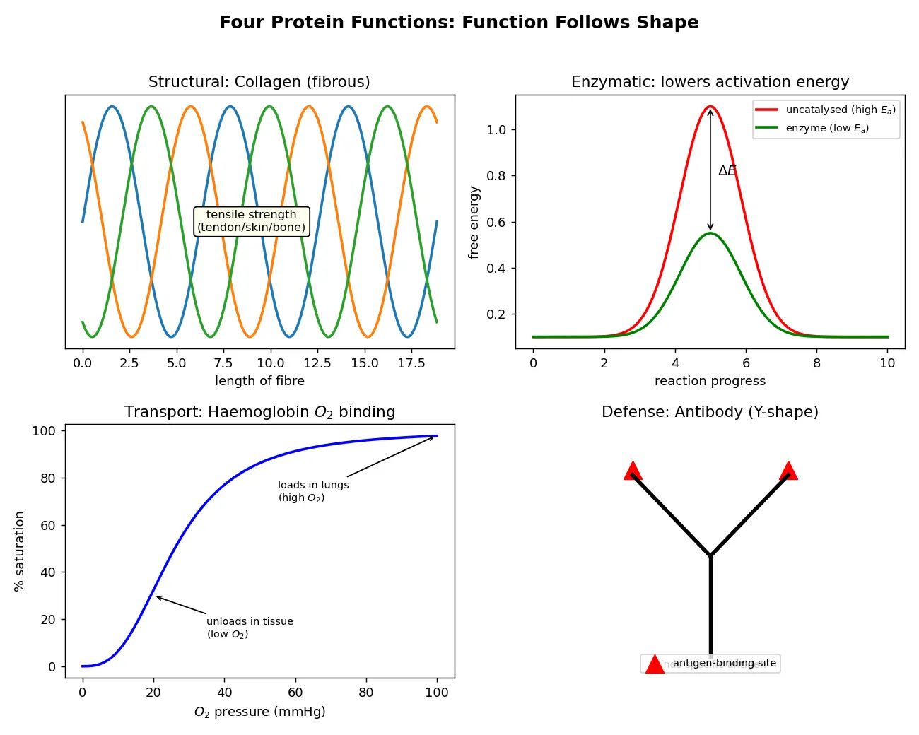 Figure — List protein functions (structural, enzymatic, transport, defense)