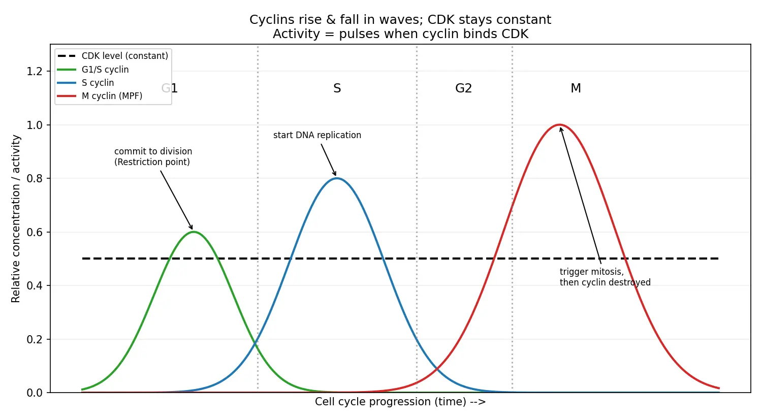 Figure — Explain the role of cyclins and CDKs