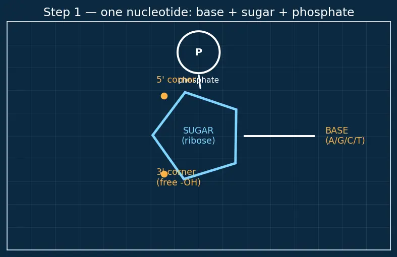 Figure — Nucleic acids — DNA, RNA; base pairing, double helix, replication, transcription, translation (overview)