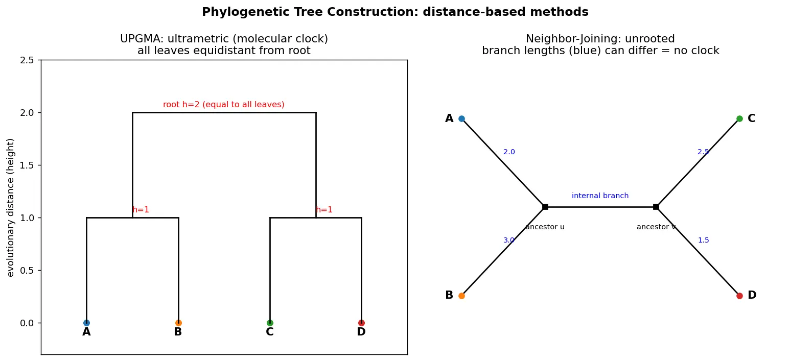 Figure — Describe phylogenetic tree construction algorithms