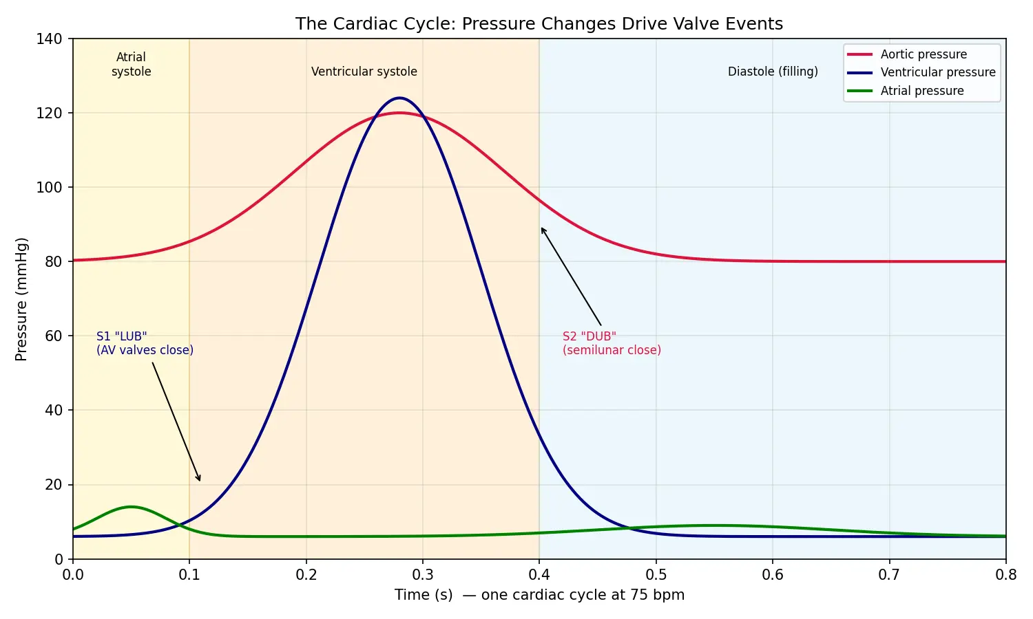 Figure — Explain the cardiac cycle
