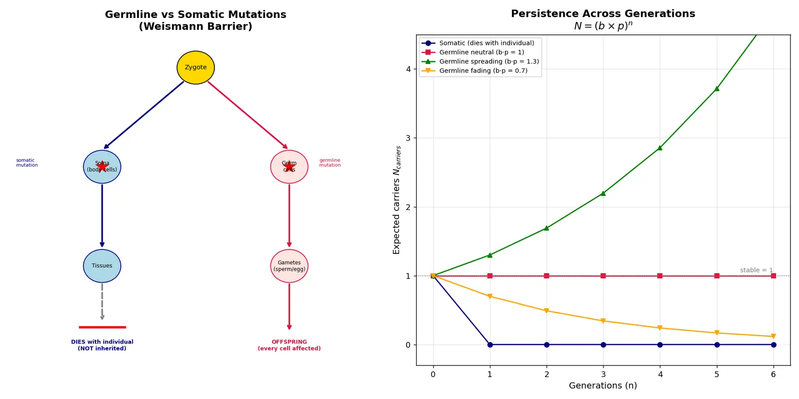 Figure — Explain germline vs somatic mutations