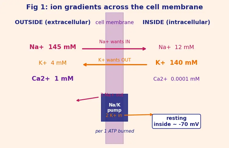 Figure — Biological importance of Na, K, Ca, Mg