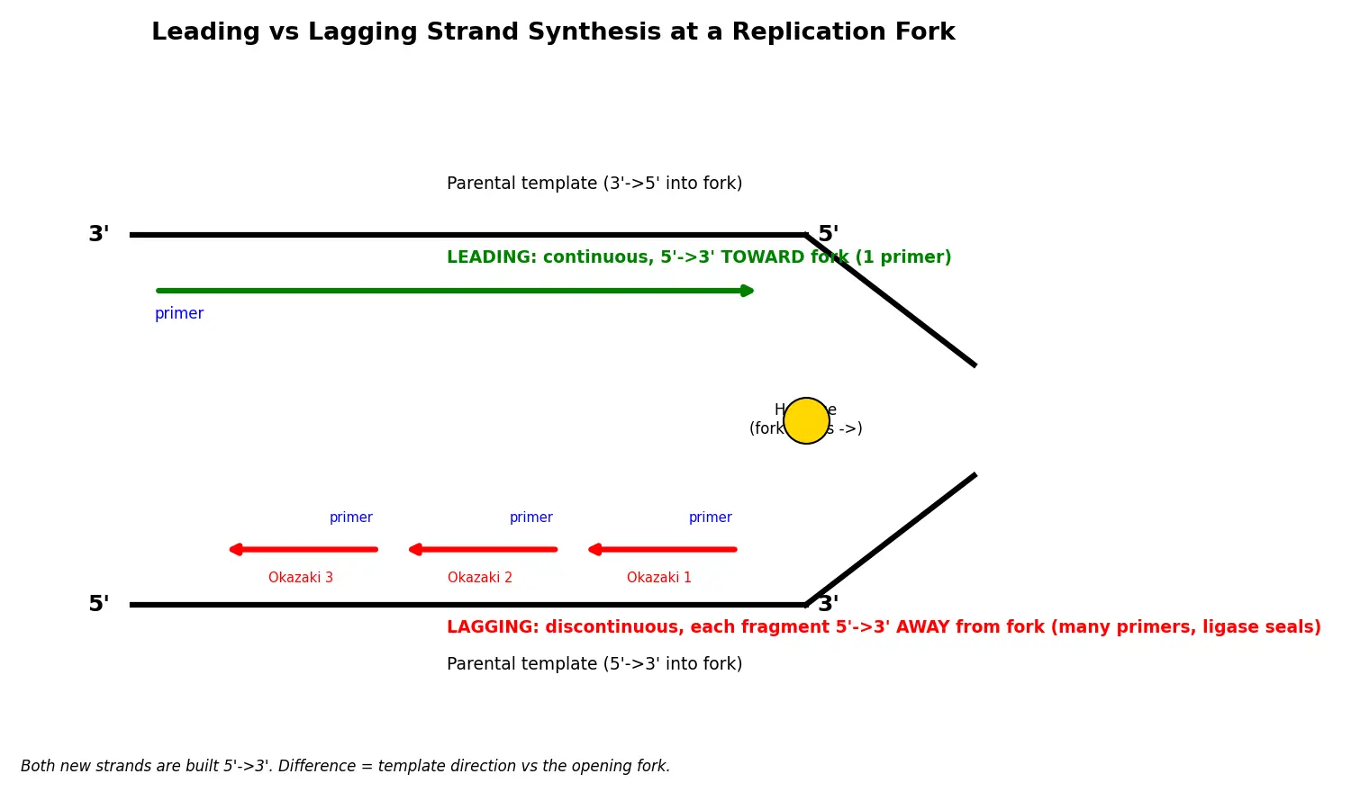 Figure — Distinguish leading and lagging strands