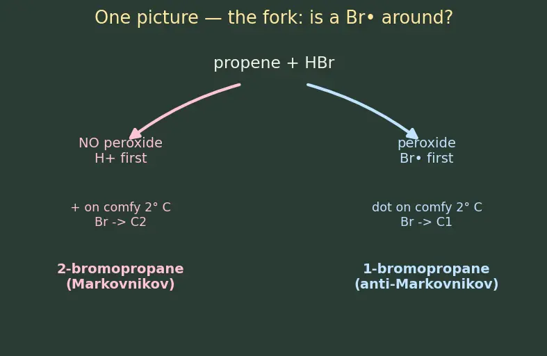 Figure — Markovnikov vs anti-Markovnikov (peroxide effect, Kharasch)