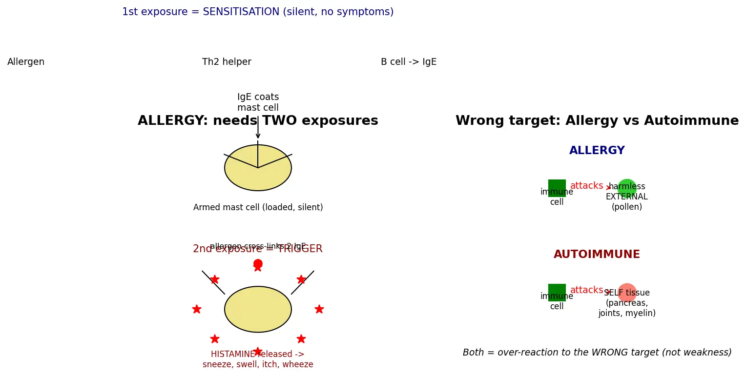 Figure — Explain allergies and autoimmune disorders