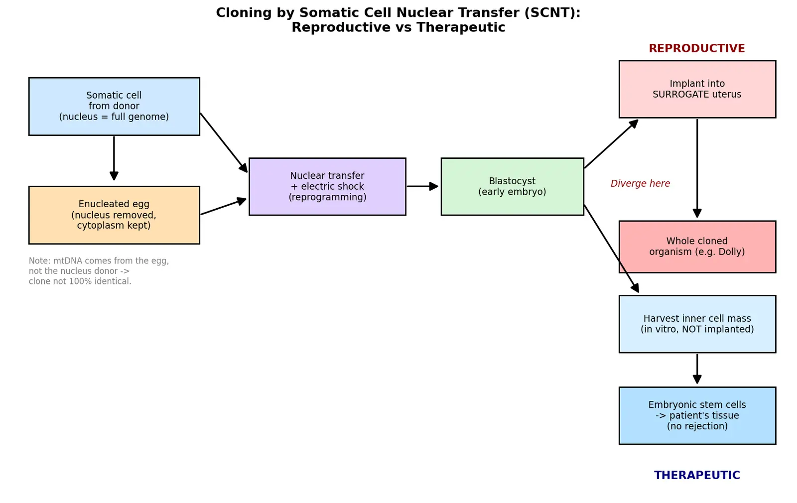 Figure — Describe cloning (reproductive and therapeutic)