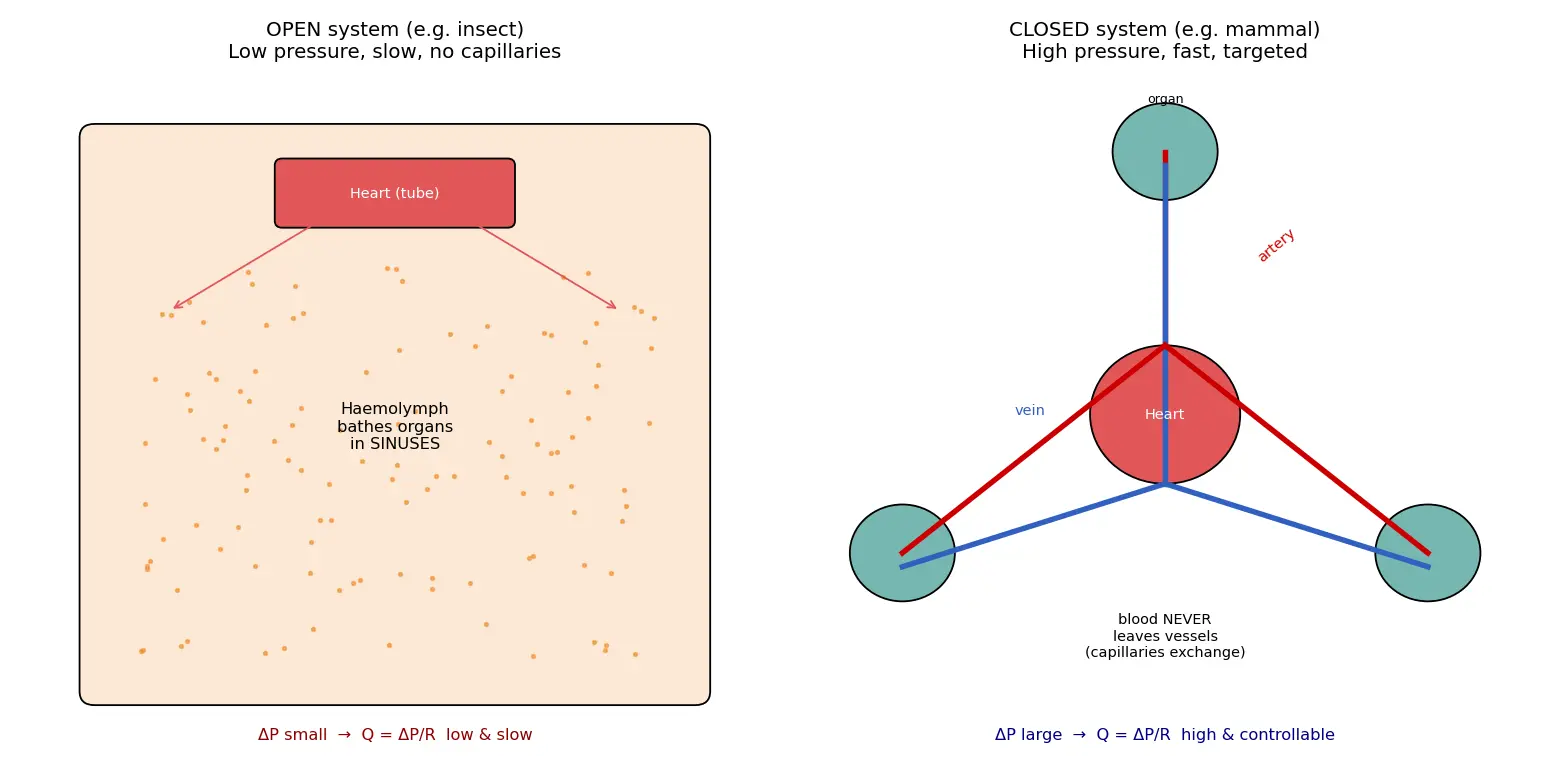 Figure — Compare open and closed circulatory systems