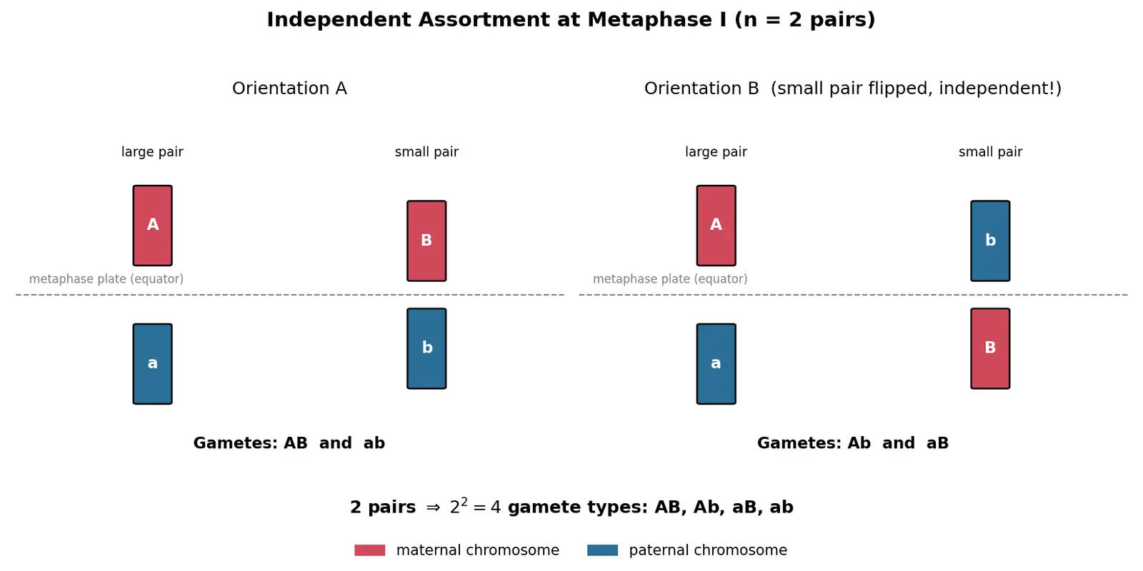 Figure — Describe independent assortment
