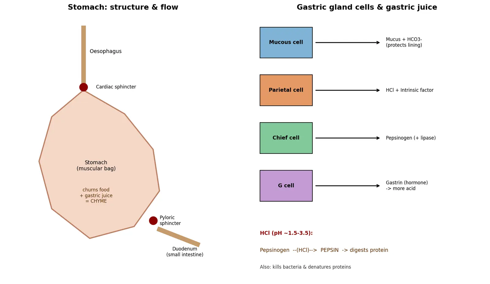 Figure — Explain stomach function and gastric juices