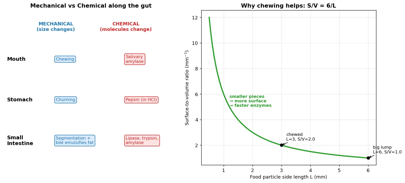 Figure — Distinguish mechanical and chemical digestion