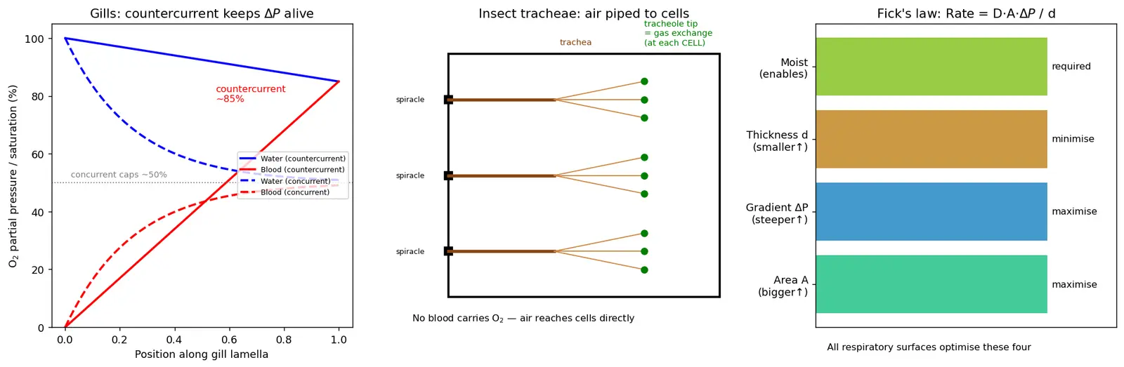 Figure — Compare respiratory surfaces across organisms (gills, tracheae)