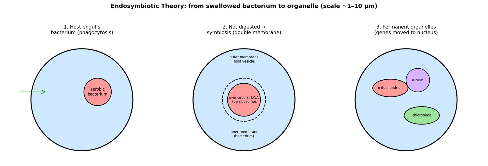 Figure — Explain the endosymbiotic theory