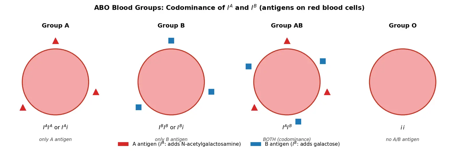 Figure — Explain codominance (e.g., ABO blood groups)