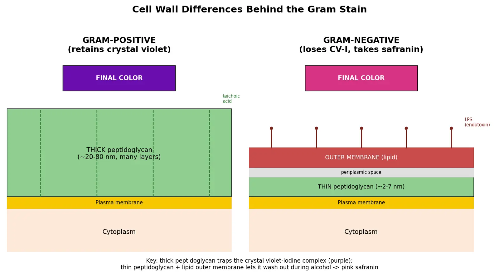 Figure — Explain Gram staining and cell wall differences