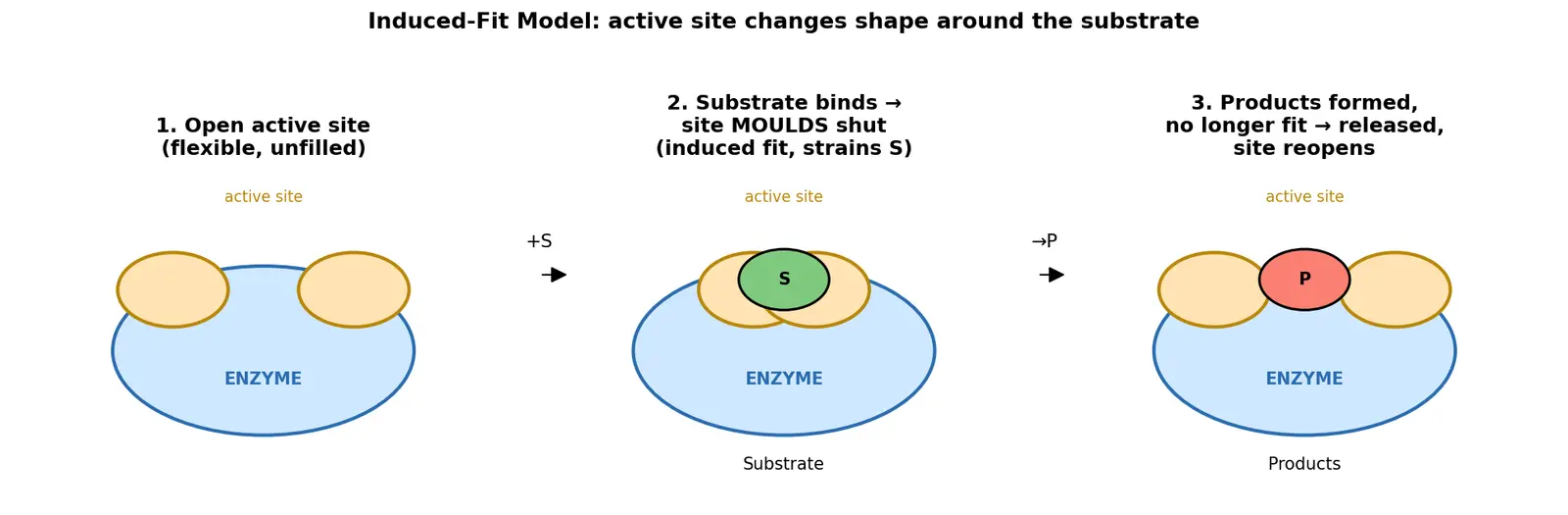 Figure — Explain the induced-fit model