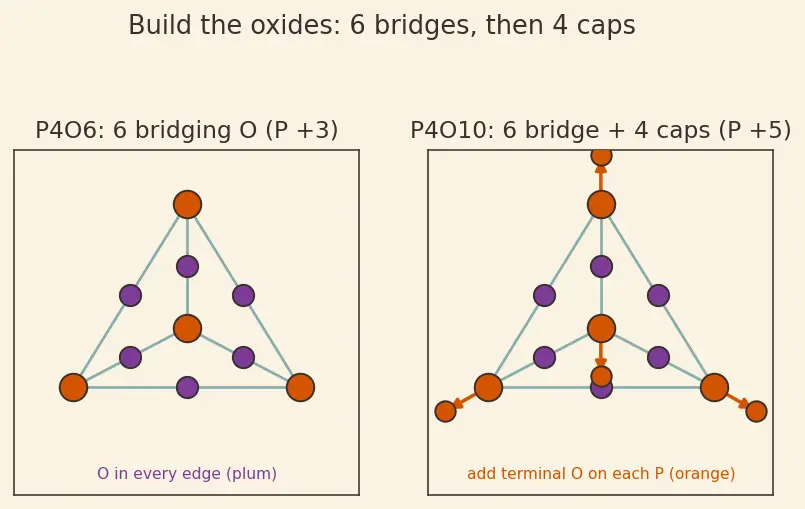 Figure — Phosphorus allotropes (white, red, black); P₄O₆, P₄O₁₀; oxoacids of P (H₃PO₃ vs H₃PO₄ basicity)