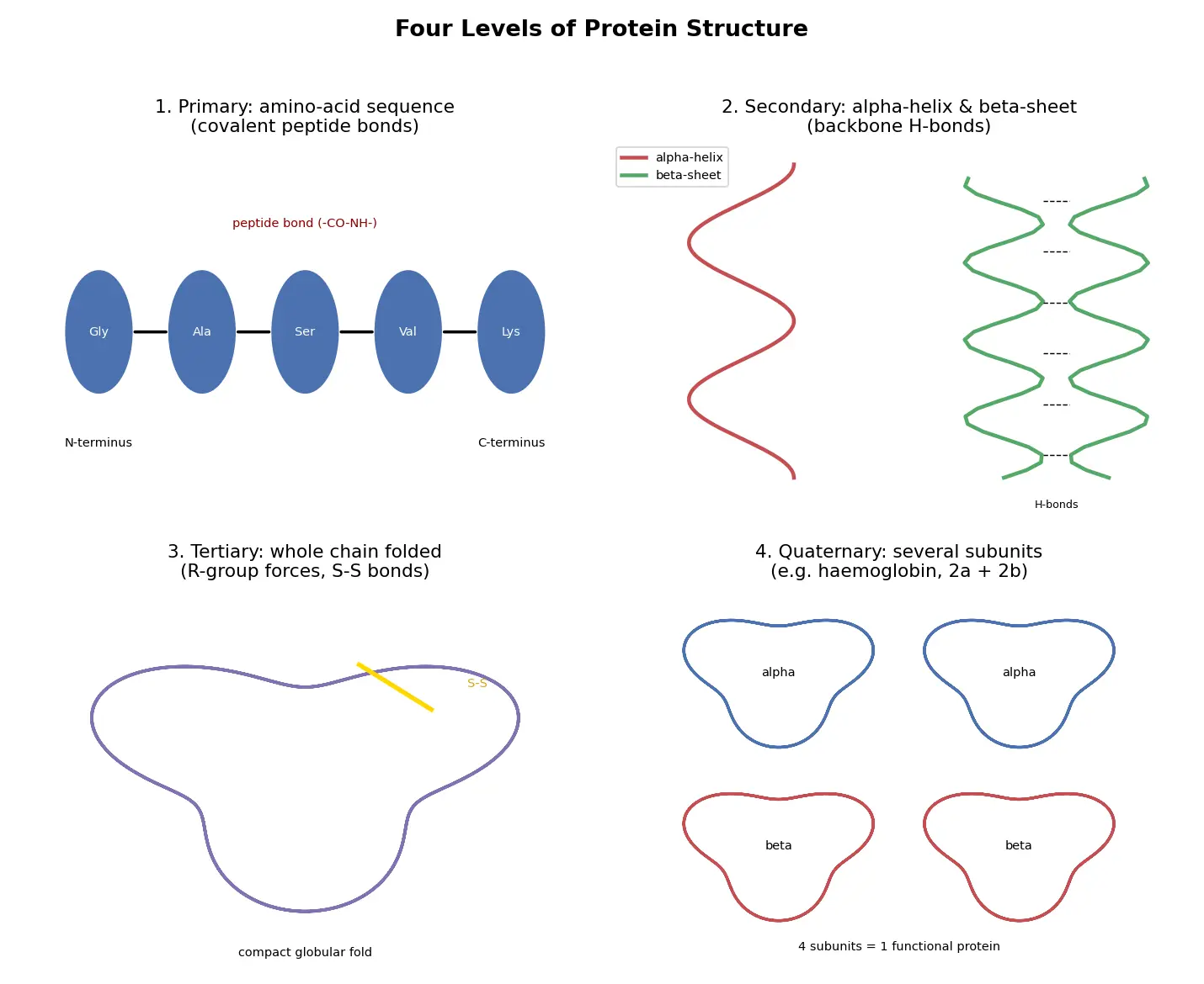 Figure — Peptide bond; primary, secondary, tertiary, quaternary protein structure