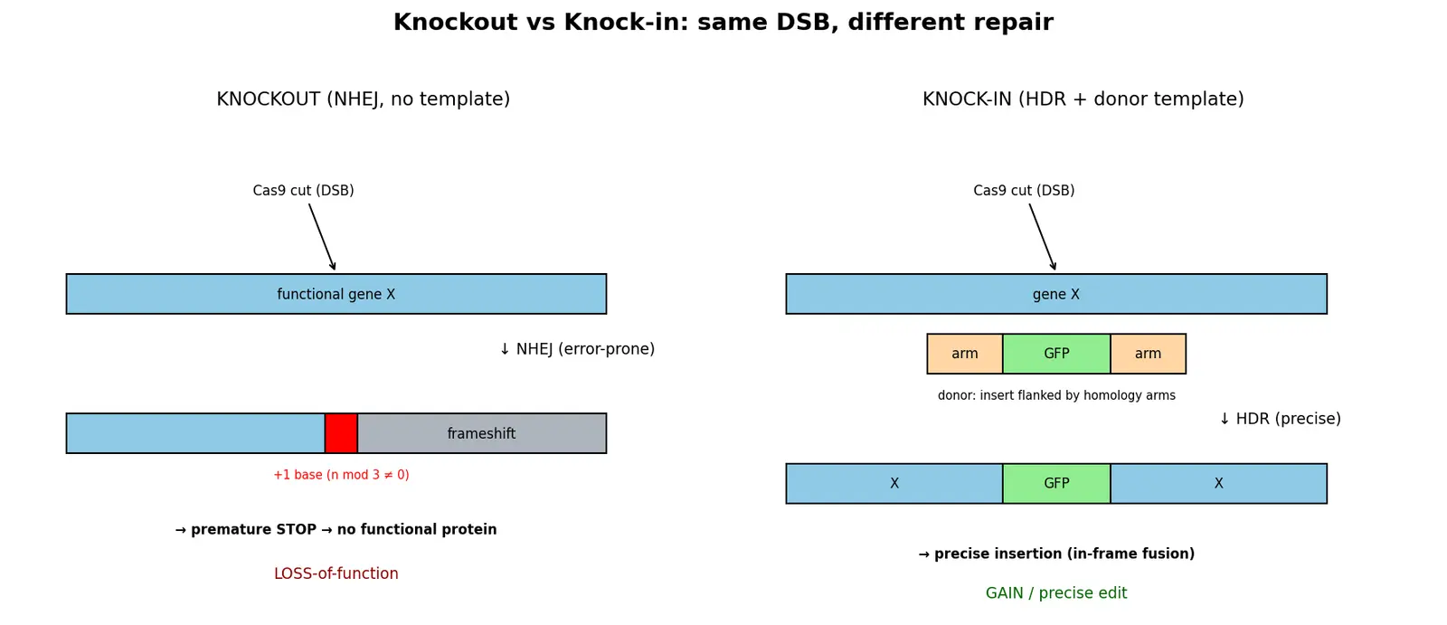 Figure — Distinguish knockouts and knock-ins