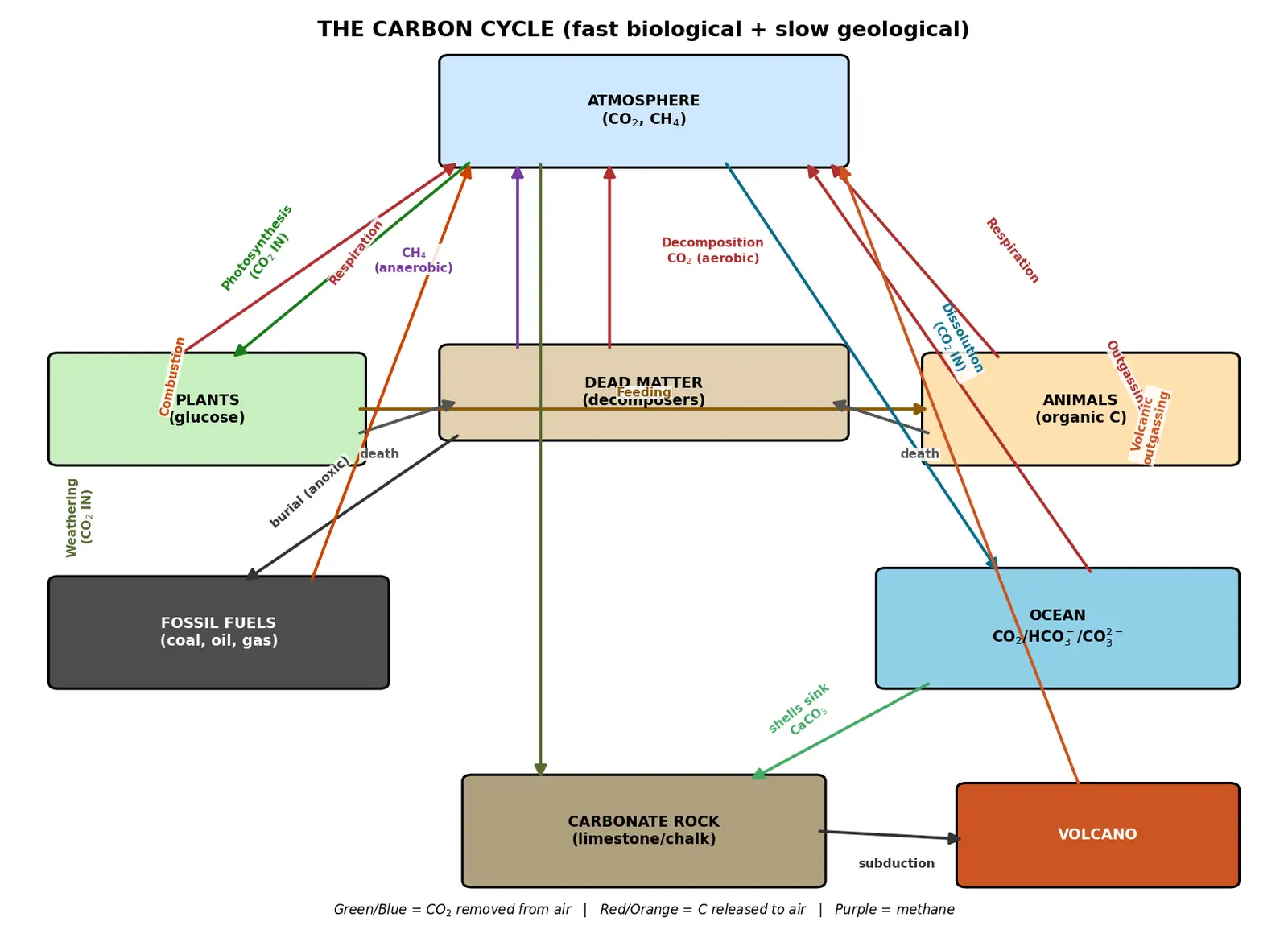 Figure — Describe the carbon cycle