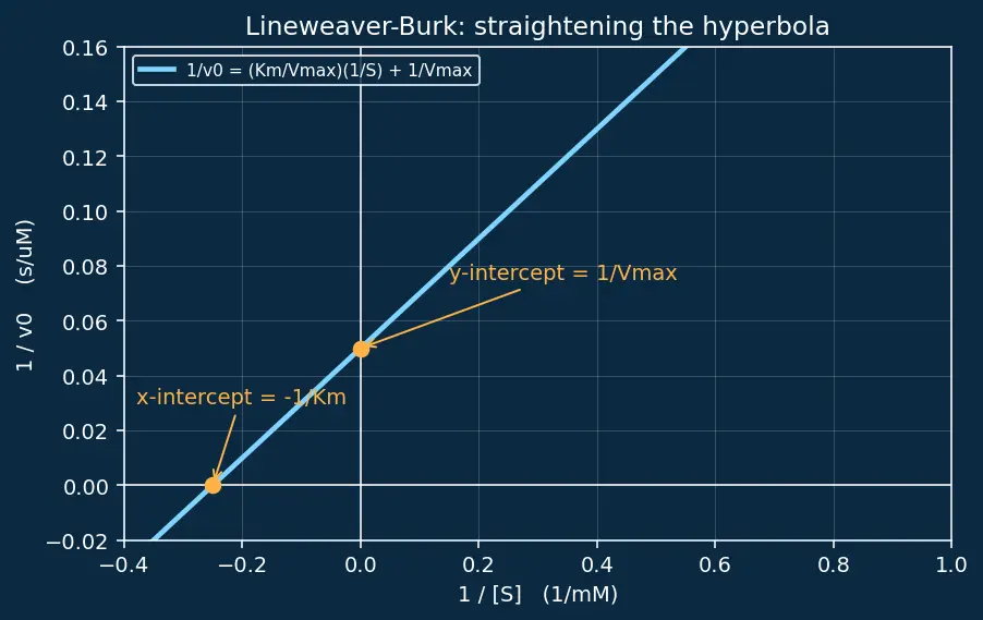 Figure — Enzymes — lock-and-key vs induced fit; Michaelis-Menten kinetics