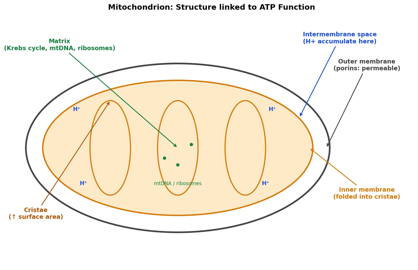 Figure — Explain mitochondria structure and function