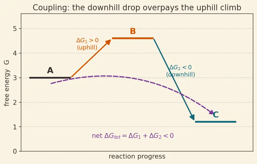 Figure — Coupling reactions — driving unfavorable reactions