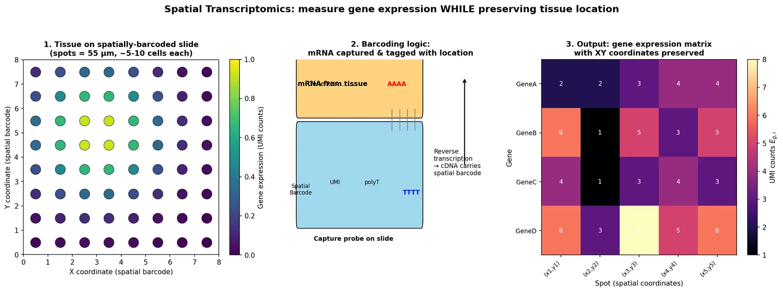 Figure — Explain spatial transcriptomics