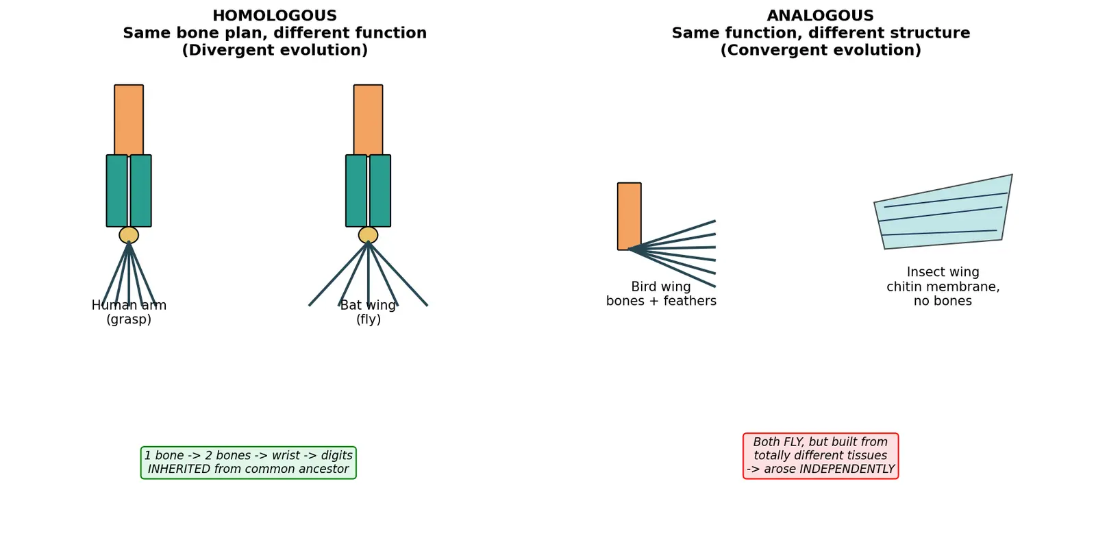 Figure — Distinguish homologous and analogous structures
