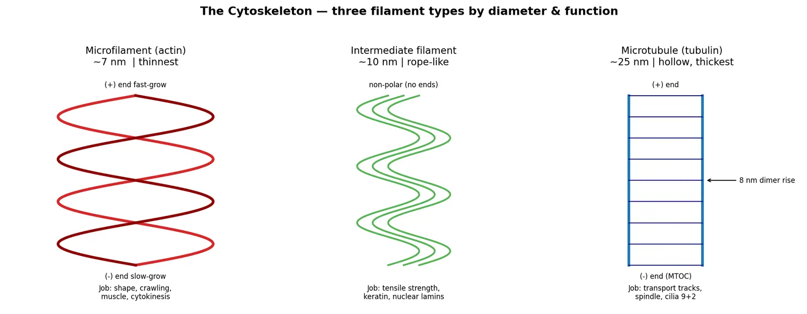 Figure — Describe the cytoskeleton (microfilaments, microtubules, intermediate filaments)