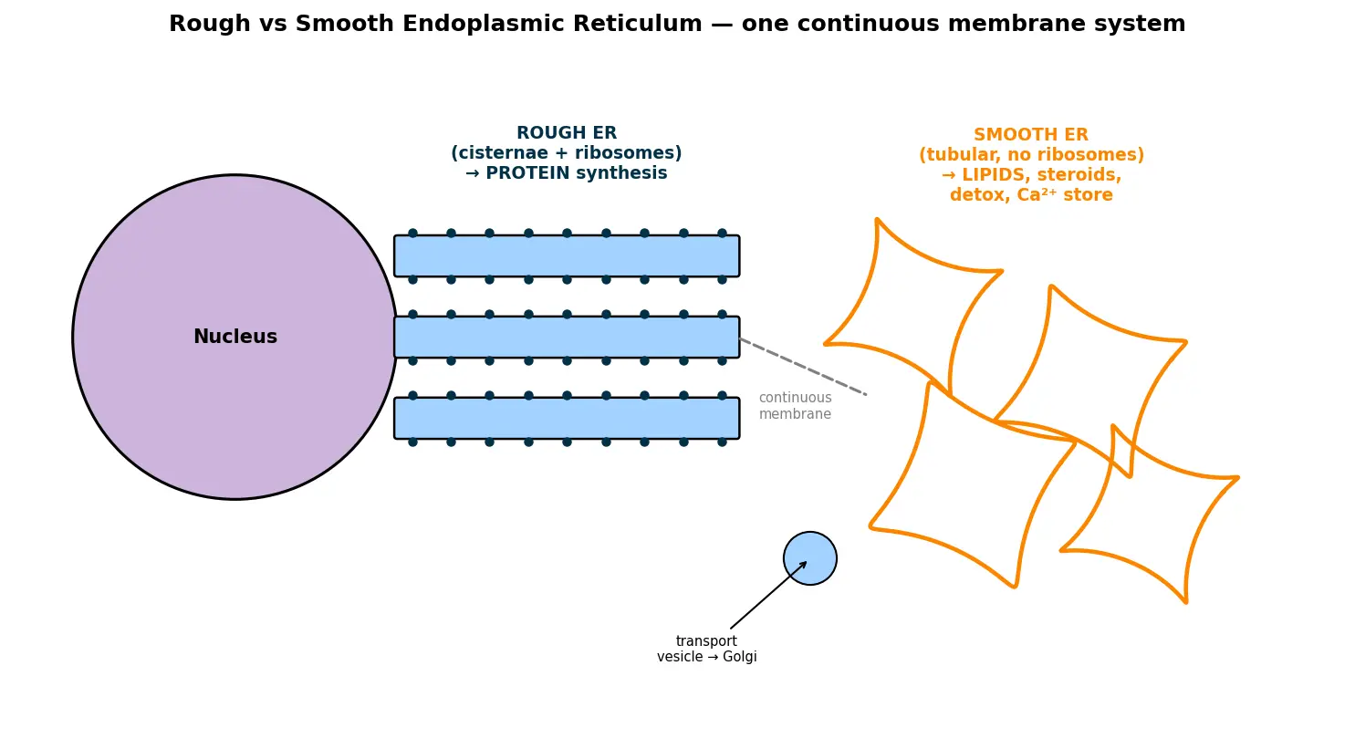 Figure — Describe rough vs smooth endoplasmic reticulum