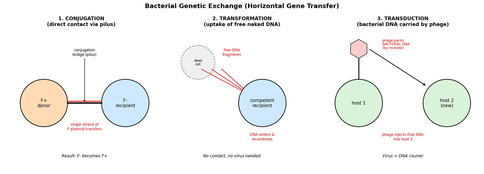 Figure — Explain bacterial genetic exchange (conjugation, transformation, transduction)