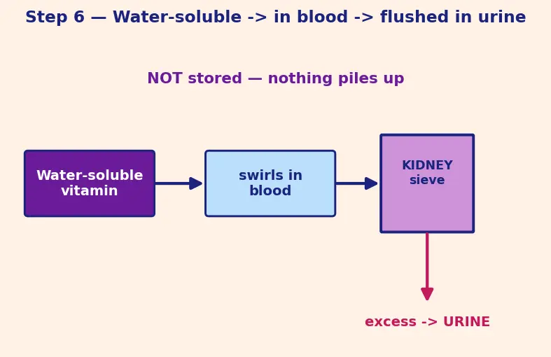 Figure — Vitamins — fat-soluble (A, D, E, K) vs water-soluble (B-complex, C)