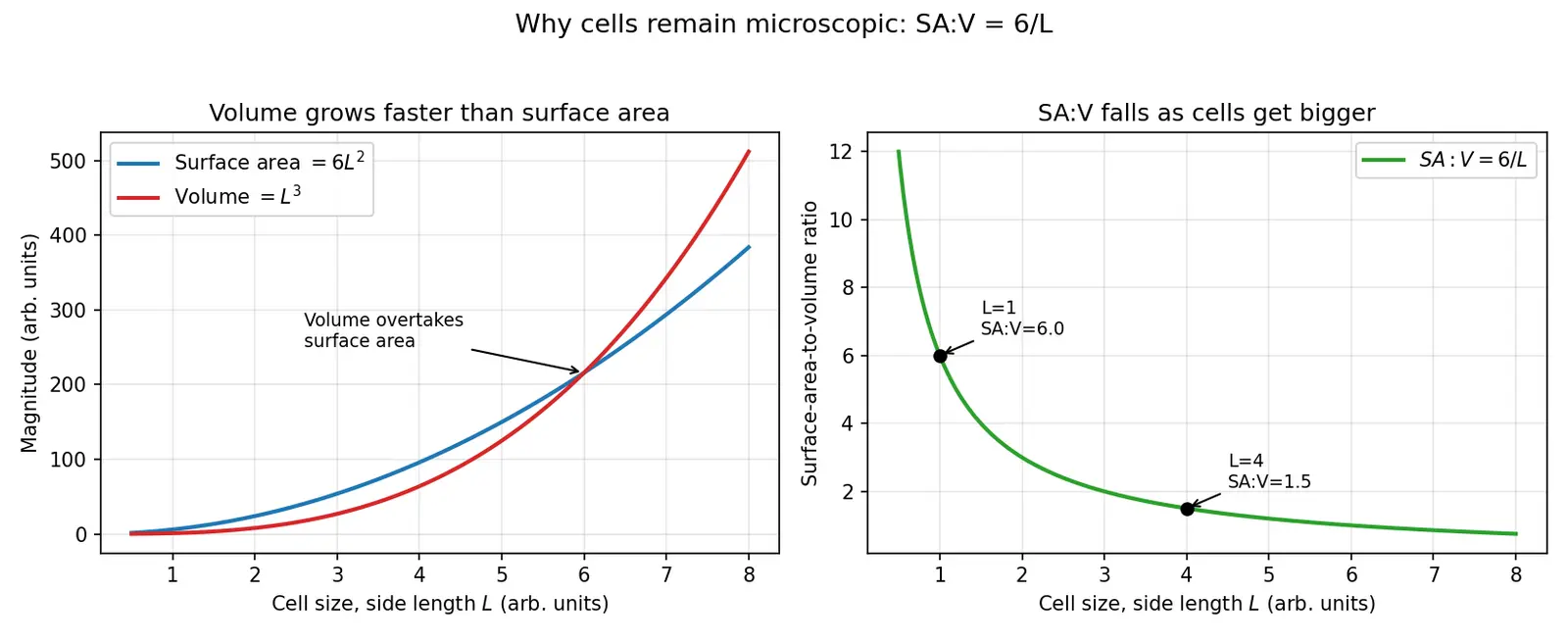 Figure — Explain why cells remain microscopic