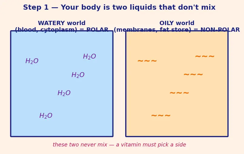 Figure — Vitamins — fat-soluble (A, D, E, K) vs water-soluble (B-complex, C)