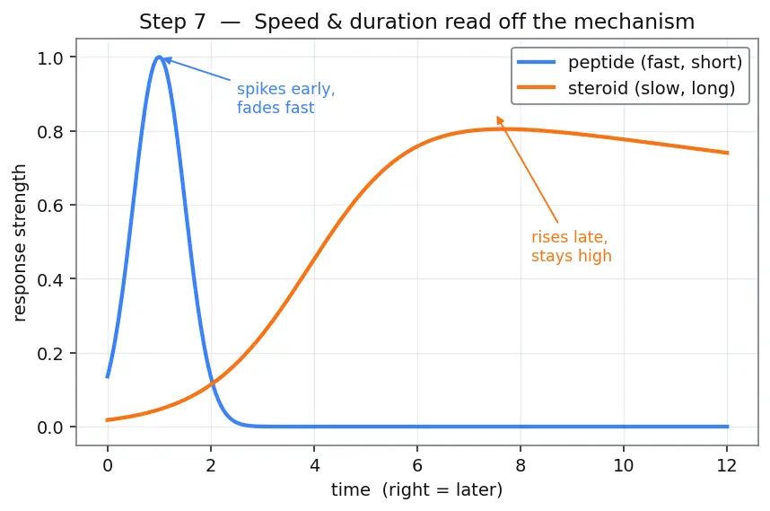 Figure — Hormones — peptide vs steroid (overview)